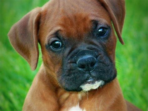 Boxer breeders. Things To Know About Boxer breeders. 